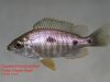 Copadichromis borleyi Three Peaks Reef (samice)