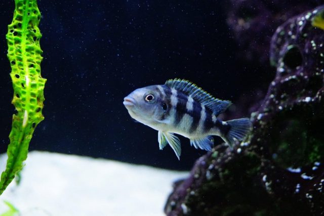 Petrotilapia sp. 'chitimba' (samice)
