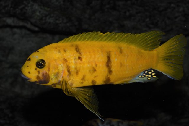 Metriaclima sp. ‘zebra gold’ Kawanga (MC samec)