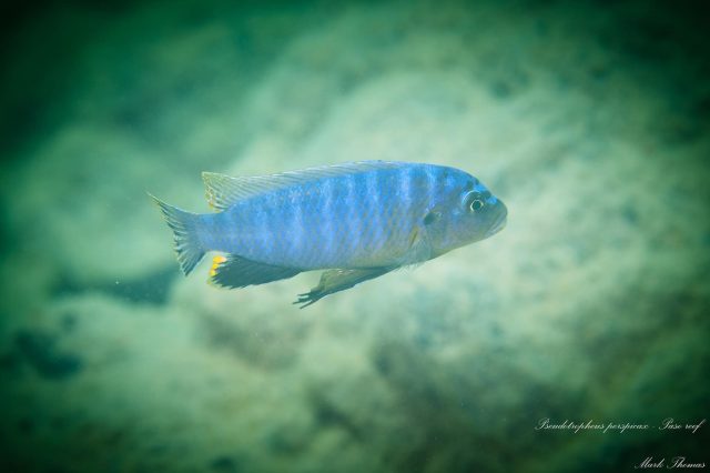 Pseudotropheus perspicax