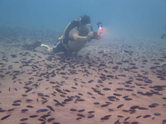 Pseudotropheus elegans