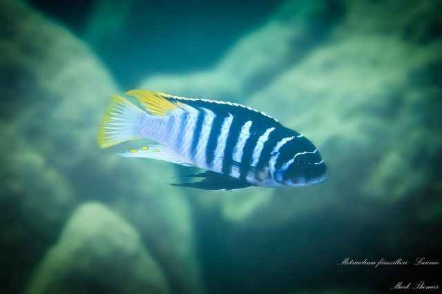 Metriaclima fainzilberi
