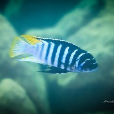 Metriaclima fainzilberi
