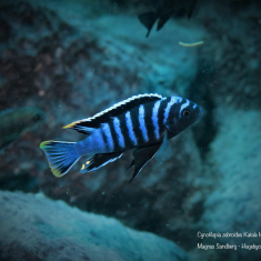Cynotilapia zebroides
