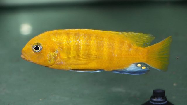 Metriaclima sp. ‘zebra gold’ Kawanga (samec)