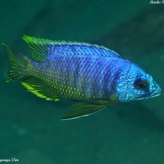 Otopharynx heterodon