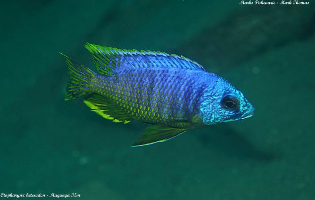 Otopharynx heterodon