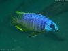 Otopharynx heterodon