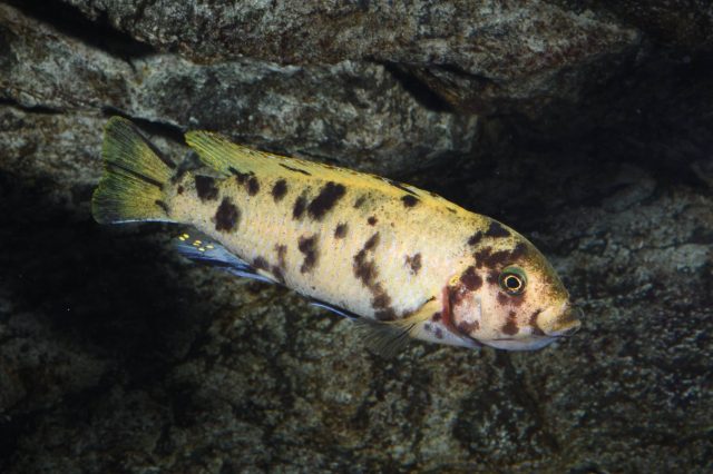 Metriaclima sp. ‘zebra gold’ Kawanga (OB samice)
