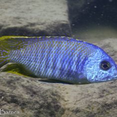 Otopharynx sp. ‚heterodon‘