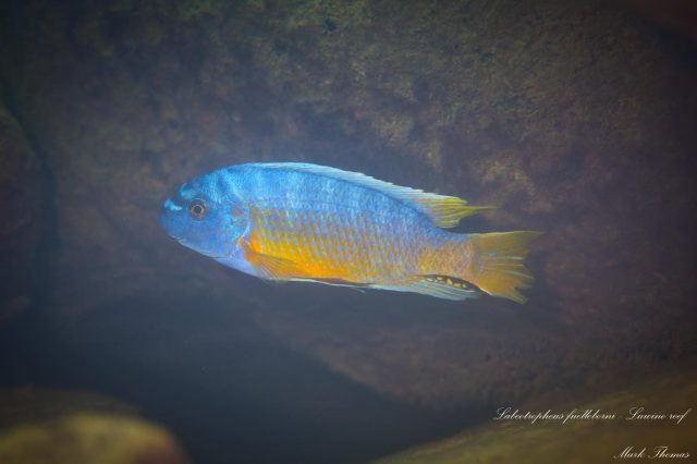 Labeotropheus fuelleborni (1)