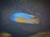 Labeotropheus fuelleborni (1)