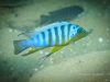 Metriaclima sp. ,zebra long pelvic‘