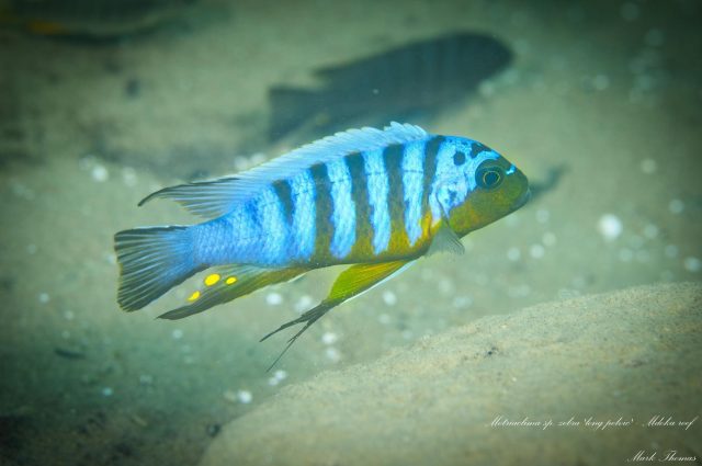 Metriaclima sp. ,zebra long pelvic&#8216;
