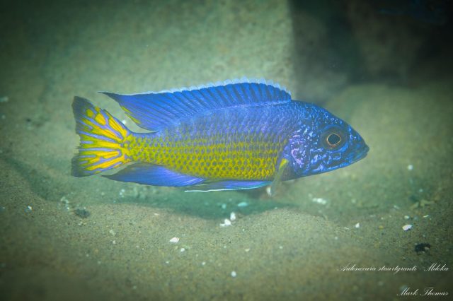 Aulonocara stuartgranti