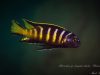 Metriaclima sp. ,elongatus chailosi' (samec)