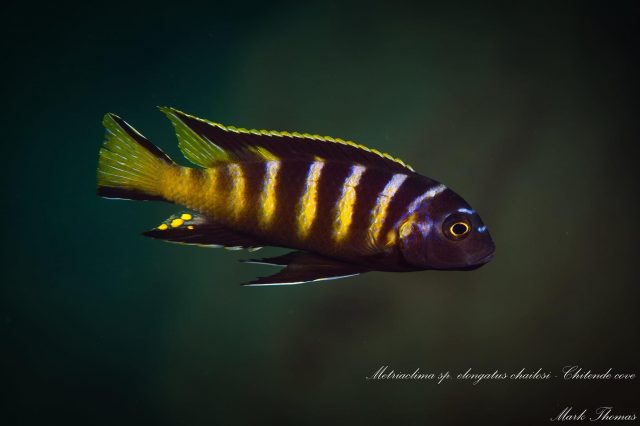 Metriaclima sp. ,elongatus chailosi' (samec)
