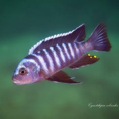 Cynotilapia zebroides
