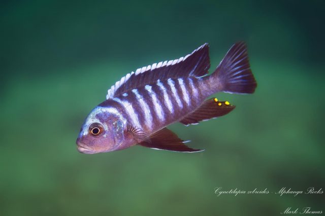Cynotilapia zebroides