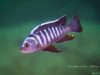 Cynotilapia zebroides