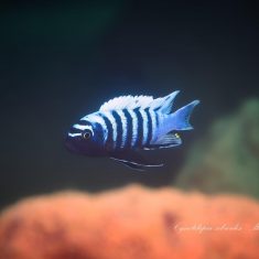 Cynotilapia zebroides