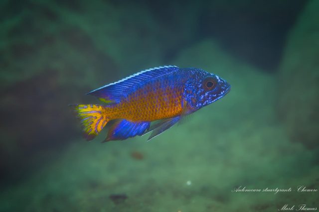 Aulonocara stuartgranti