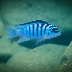 Metriaclima fainzilberi