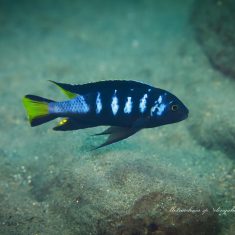 Metriaclima sp. ‚elongatus chewere‘