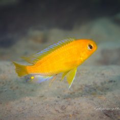 Tropheops macrophthalmus