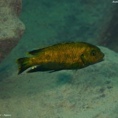 Petrotilapia sp. ‚nigra tanzania‘