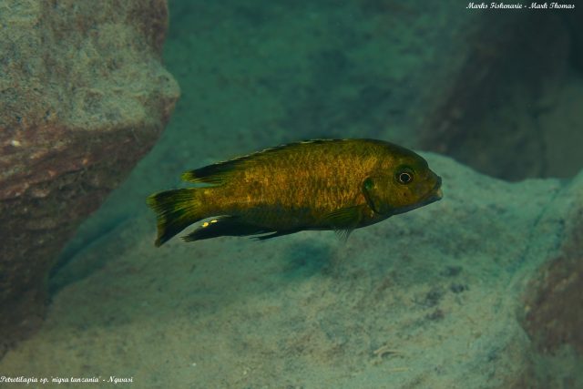 Petrotilapia sp. &#8218;nigra tanzania&#8216;
