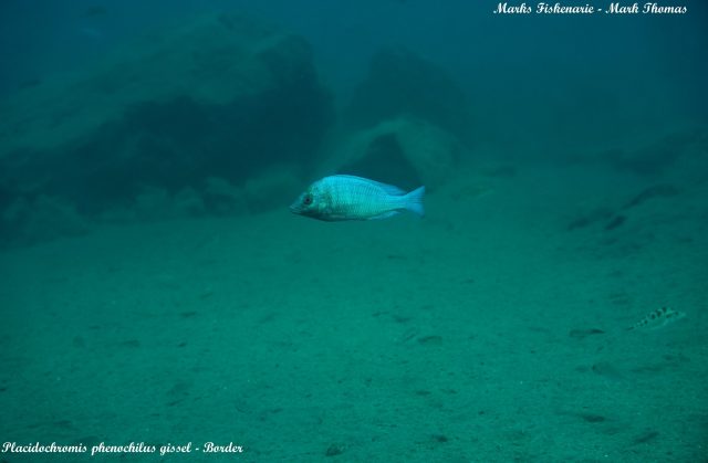 Placidochromis sp. &#8218;phenochilus&#8216;