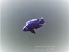 Copadichromis cyaneus (samec)