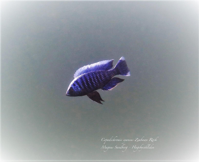 Copadichromis cyaneus (samec)