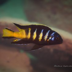 Maylandia sp. ,elongatus‘