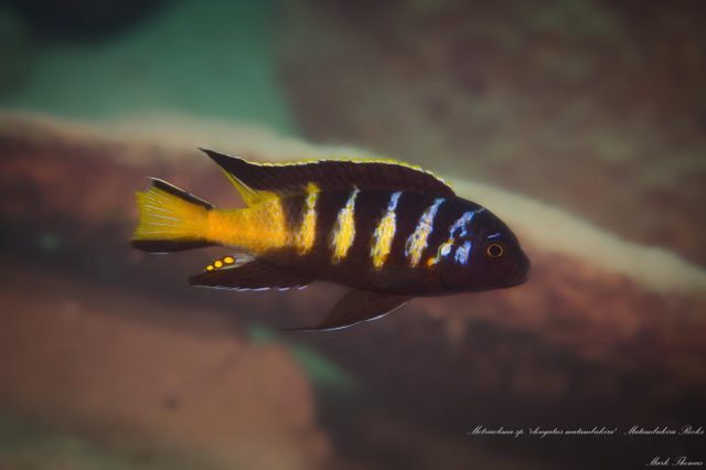 Maylandia sp. ,elongatus&#8216;