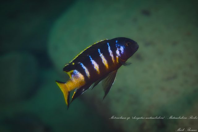 Maylandia sp. ,elongatus matambukira' 