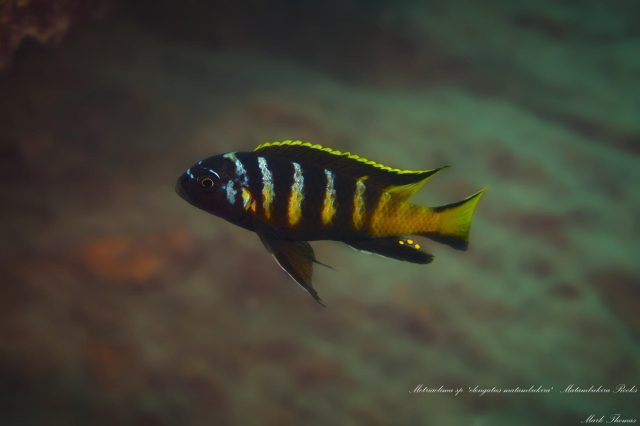 Maylandia sp. ,elongatus matambukira'