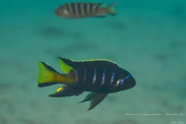 Maylandia sp. ,elongatus matambukira' 