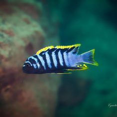 Cynotilapia zebroides