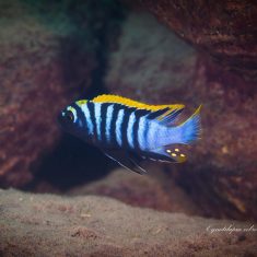 Cynotilapia zebroides