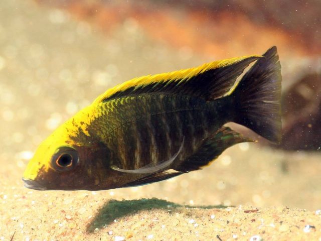 Aulonocara maylandi Luwala Reef (samec)