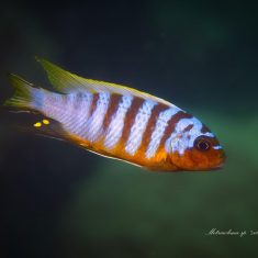 Metriaclima sp. ,zebra long pelvic‘