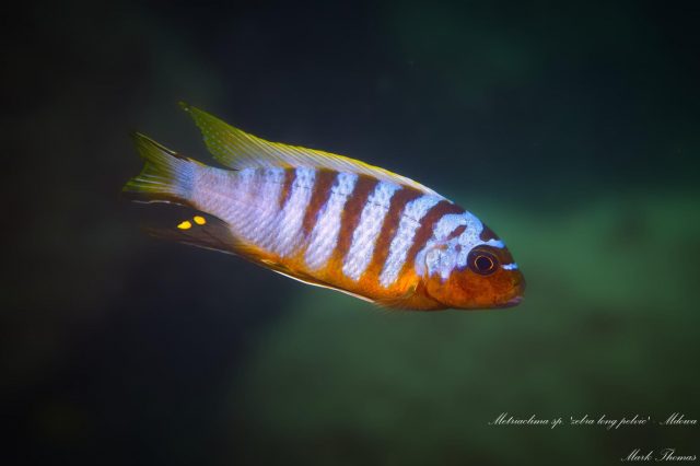 Metriaclima sp. ,zebra long pelvic‘
