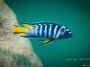 Chindongo sp. ,elongatus blue‘