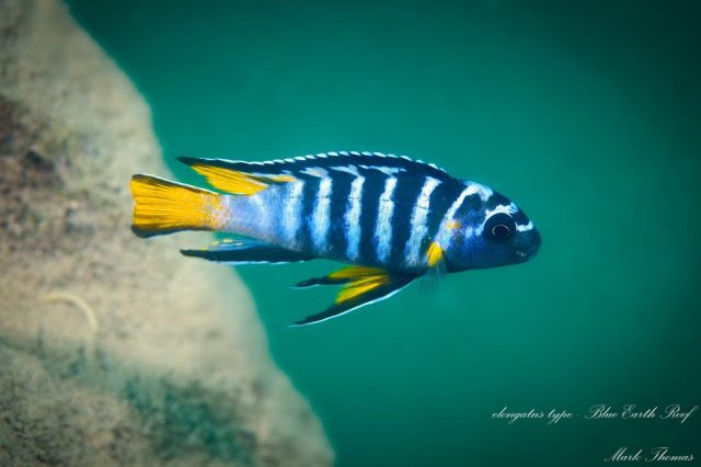 Chindongo sp. ,elongatus blue&#8216;