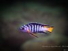 Chindongo sp. ,elongatus blue earth' Blue Earth Reef