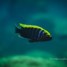Cynotilapia aurifrons