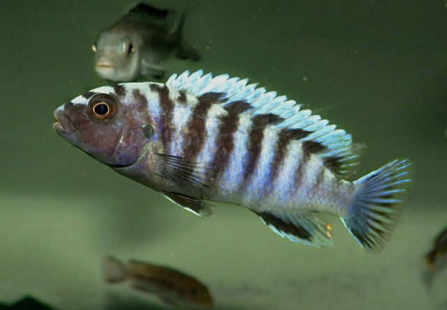 Pseudotropheus sp. &#8218;minutus&#8216;