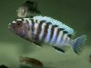 Pseudotropheus sp. ‚minutus‘